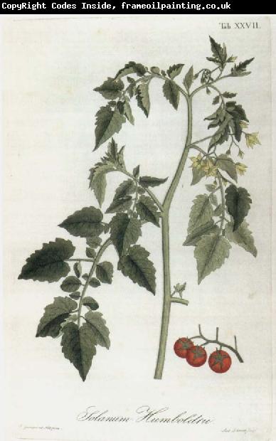 Alexander von Humboldt Lycopersicum esculentum